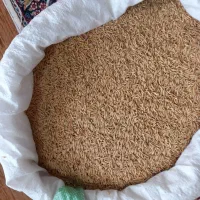 شالی بذری