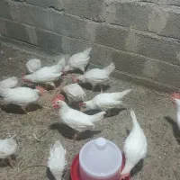 جوجه گوشتی ۳۰روزه