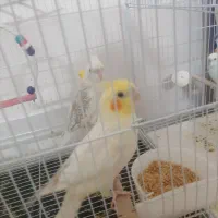 عروس هلندی