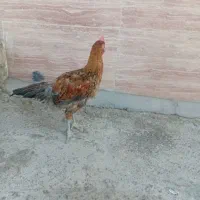 جوجه خروس محلی