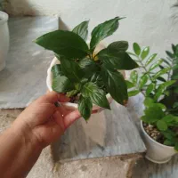 مرجان|گل و گیاه طبیعی|ایلام, |دیوار