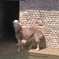 قوچ چینی اصل