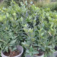 یاس هلندی سطل ۱۰
