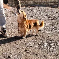 فروشی سگ پاکوتا