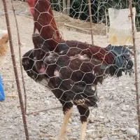 خروس لاری جوان