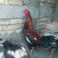 خروس لاری|حیوانات مزرعه|گلبهار, نوبهار|دیوار