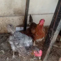 مرغ تخمگذار