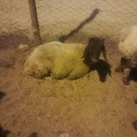 گوسفند داشتی