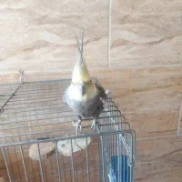 عروس هلندی