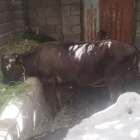 گستر بخور