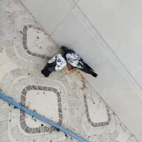جوجه سینه ای