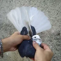 کفتر پرشی غریب گیری بلندی