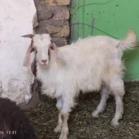 بزغاله نر چاق