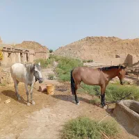 اسب مادیون با کره