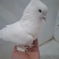 کفتر سفید کاکلی پاپر نر گردن کلفت و پر زور