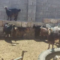 بز و کهره