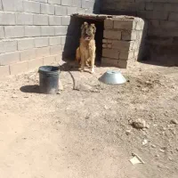 سگ سرابی