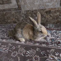 خرگوش