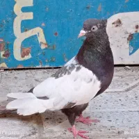 کفتر،کبوتر سینه سیاه کاکلی