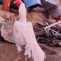 تخم مرغ لاری اوشامو