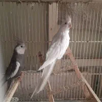 عروس هلندی