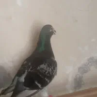 پلاکی