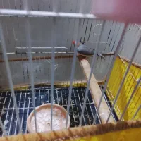 فنج نر آماده جفت