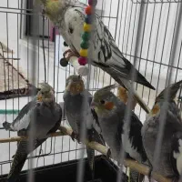 5تاعروس هلندی