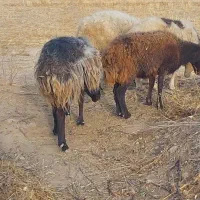 گوسفند|حیوانات مزرعه|ماهان, |دیوار