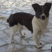سگ پا کوتاه