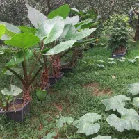 گل باباآدم