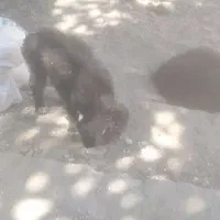 سگ شیتزو مشگی
