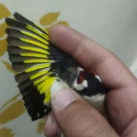 سهره چهار گل خوشتیپ