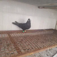 زاغ ابادانی