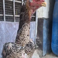 مرغ اوشامو