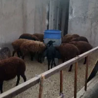 میش و بره و بره نر وماده