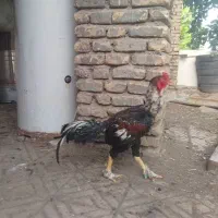خروس لاری|حیوانات مزرعه|مشهد, درابد امام|دیوار