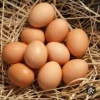تخم مرغ محلی