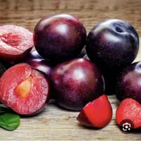 خرید الو قرمز