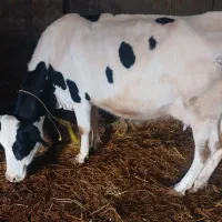 گاوحامله باگوساله چهارماهه