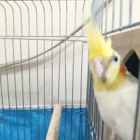 عروس هلندی با قفس ولانه و تمام وسایل