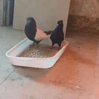 جفت سینه‌ای کاکل