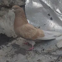 ساری نر|پرنده|اردبیل, |دیوار