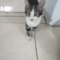 بچه گربه