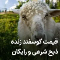 ببعی زنده قلم ریزآبی گوسفند بااصل وگوشتی