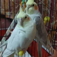 عروس هلندی