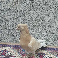 کبوتر زرد