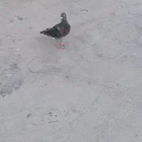 کبوتر