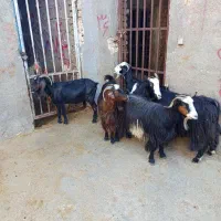 بزمحلی مالچه