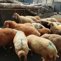 بره|حیوانات مزرعه|گرمی, |دیوار